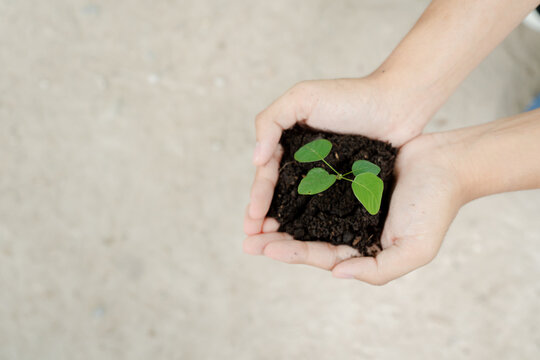 Hands gently cradling a young plant in fertile soil, representing the themes of planting, environmental care, growth, new beginnings, hope, and nurturing the natural world