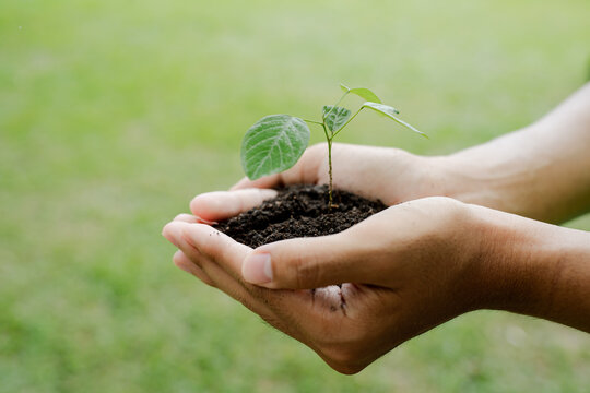 Human hands cradle a small green seedling in dark soil, symbolizing nurturing, sustainable growth, gardening care, environmental protection and hope for a healthier future