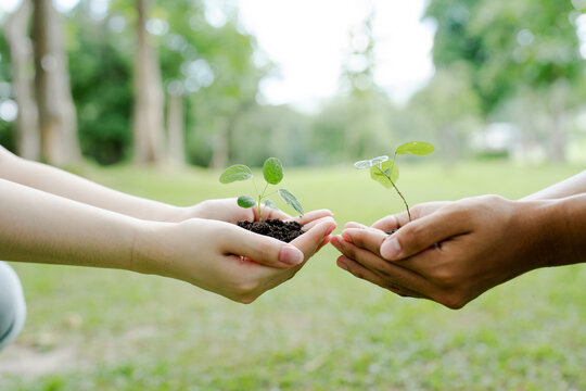 Hands holding young green plants and rich soil, symbolizing teamwork, sustainable growth, life, environmental conservation, hope, and new beginnings in nature