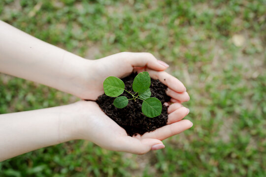 Hands gently holding a growing sapling in rich soil, symbolizing new life, sustainable development, environmental care, and the urgent need for conservation efforts