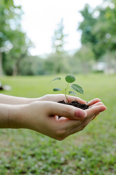 Hands gently holding a young seedling with rich soil, symbolizing new life, growth, environmental care, protection, and the importance of sustainability for a green future