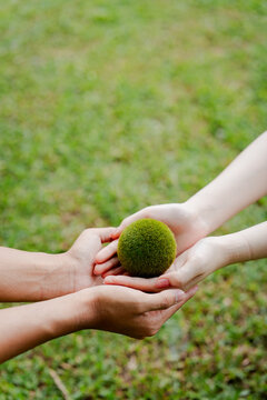 Hands holding green moss ball on grass, symbolizing earth globe for environmental conservation, ecological care, climate protection, and global sustainability efforts