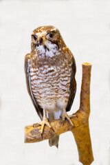 Obraz premium A hawk buzzard with a sharp beak on a white background. Birds, ornithology, ecology.
