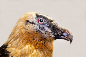 A bearded man with a sharp beak on a white background. Birds, ornithology, ecology. © Victor1153