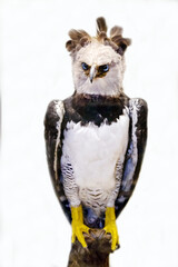 A harpy with a sharp beak sitting on a stone on a white background. Birds, ornithology, ecology. © Victor1153