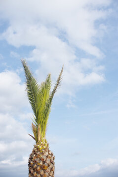 View of a palm tree against the blue sky in summer