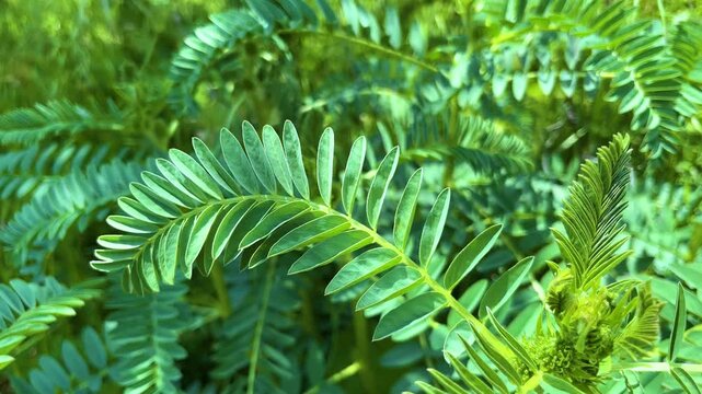 Lush green leaves of a sainfoin plant, a perennial herb, gently swaying in a light breeze. The vibrant foliage creates a calming, natural scene