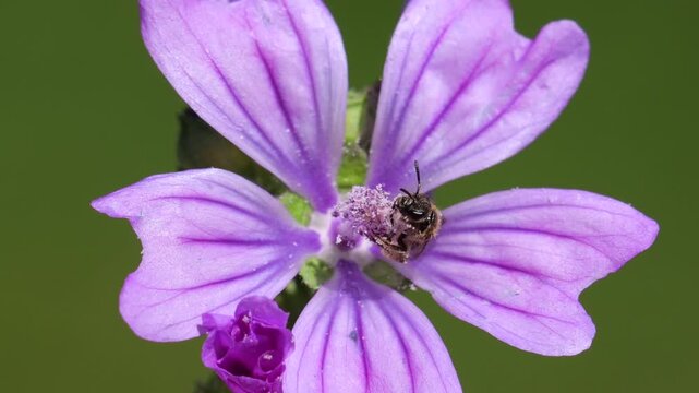 Flower of Common Mallow (Malva sylvestris), a small bee collects nectar