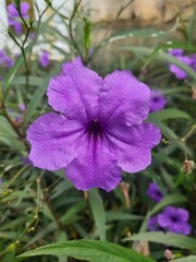 Obraz premium purple flower in the garden