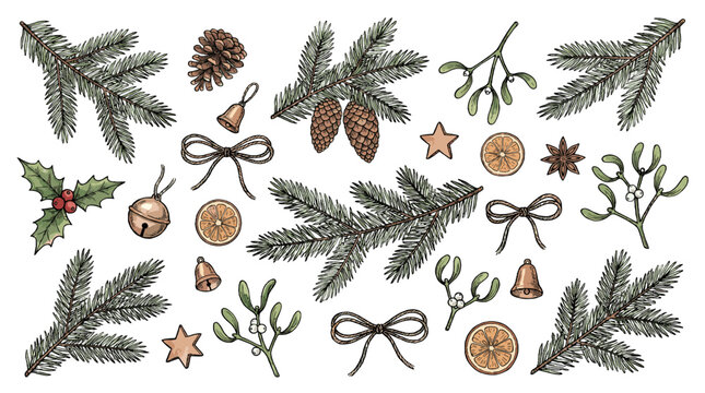 Hand drawn spruce branches with cones, mistletoe and holiday decor