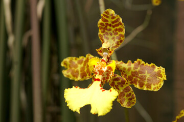 Beautiful Oncidium tiger orchid on blurred background © Tinglee