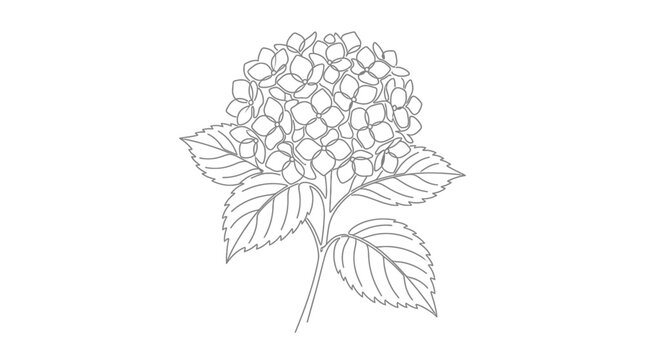 Stylized King Protea Flower Illustration on White Background
