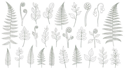 Fototapeta premium Fern Fronds Woodland Botanical Leaves Vector Set Forest Foliage and Nature Elements Collection