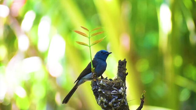 Two Black-naped Monarch or, Hypothymis azurea male and female are feeding their young from mouth to mouth in the nest in the jungle with blurry green backdrop.