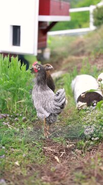 Various close up scenes of backyard chickens including Araucana, Olive Egger and Salmon Faverolle hens showing natural behavior in a free range chicken garden.