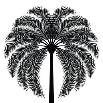 Elegant black silhouette of a tropical palm tree with detailed fronds isolated on a white background for summer holiday designs