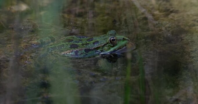 Green frog resting in shallow pond water