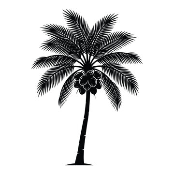 Black palm tree vector silhouette with coconuts isolated on a white background
