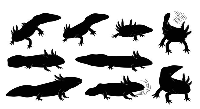 A collection of ten black salamander silhouettes in various poses on a white background image-358.ai