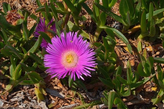 An Elands sourfig or pig face or ice plant or carpobrotus or mesembryanthemum acinaciformis flower, near the sea shore in Attica, Greece