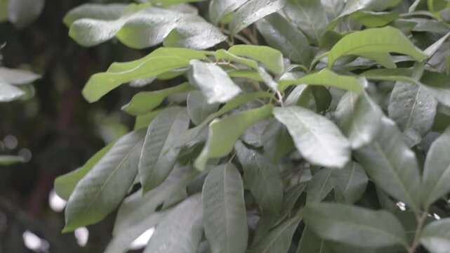 Rain and wind rustled the leaves