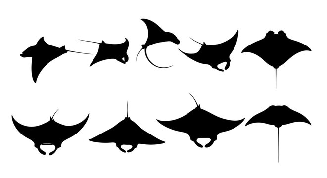 Several stingrays fly through the air in various poses and angles with fins extended in a creative illustration.