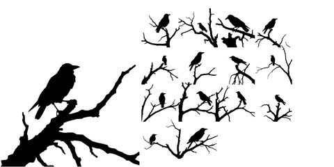 Obraz premium Crow Perched on Dead Tree Branch Silhouette