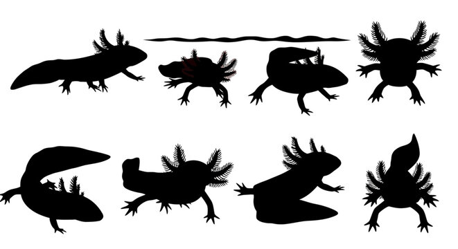 A collection of various amphibian silhouettes including frogs and salamanders in different poses on a white background in image-390.ai
