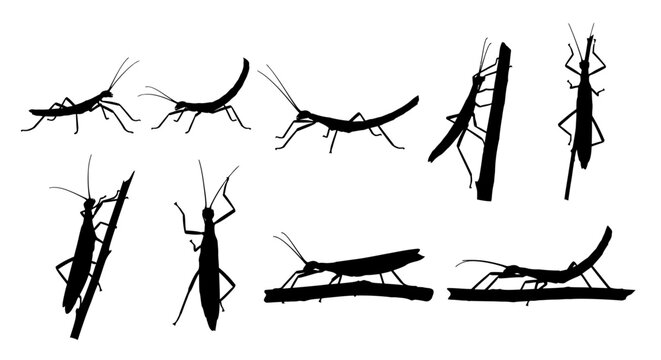 Several grasshoppers are jumping and standing in different positions in a plain environment.