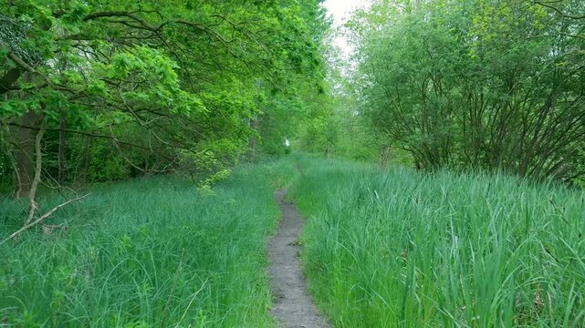 Walking on a narrow path in a lush green forest