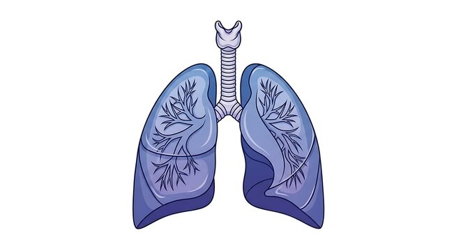 Blue lungs with bronchial tree illustration isolated on white.