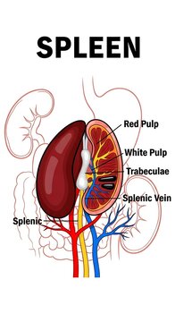 Human spleen anatomy labeled diagram with blood vessels.