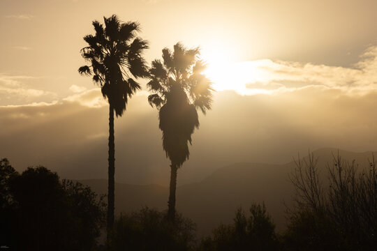 sunset behind silhouetted palm trees