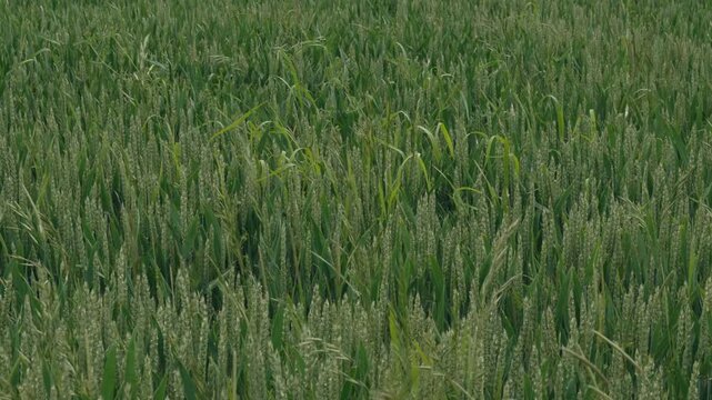 Young ears of wheat on a farm. Green wheat field close up view