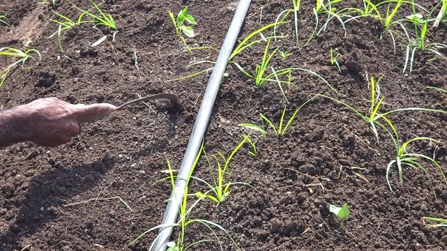 Farmer clears weeds with a sickle in dark soil next to a drip irrigation line. Small green seedlings grow near in a tilled agricultural field while water lines ensure efficient irrigation to the crops