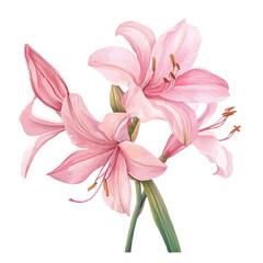 Fototapeta premium Nerine Lily Flower, elegant watercolor vector illustration, isolated on a white background.