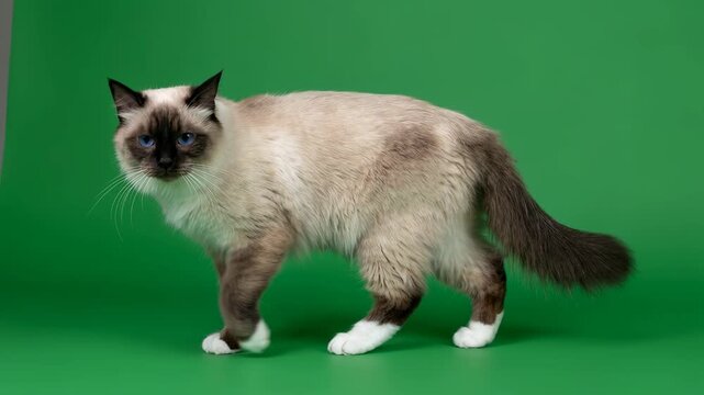 Elegant Seal Point Birman Cat with Blue Eyes Walking and Posing Gracefully on Green Screen Ideal for Pet Care Animal Behavior and Breed Showcase Content