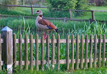 Nilgans auf einem Holzzaun an einem Teich © Martina Berg