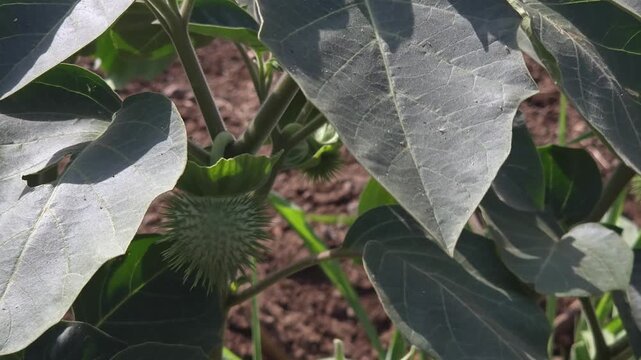 Datura, or Devil's Trumpet, features spiny green pods and broad leaves on thick stems. Highly toxic, its clinical extracts have helped develop treatments for asthma and severe pain in controlled setti