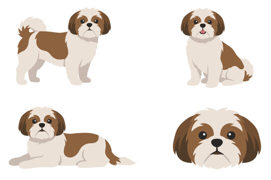 Flat Design Shih Tzu Vector Illustrations, Cute Dog Pet Character Set, Standing Sitting and Lying Puppy Poses with Portrait Isolated on White.