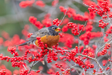 01382-05614 American Robin (Turdus migratorius) eating berries in Winterberry bush (Ilex verticillata) Marion Co. IL © Daybreak Imagery