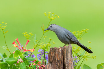 Obraz premium 01392-03713 Gray Catbird (Dumetella carolinensis) on fence post near flower garden Marion Co. IL