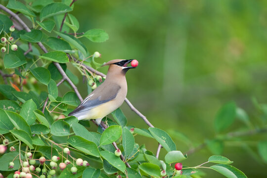 01415-02506 Cedar Waxwing (Bombycilla cedrorum) in Serviceberry Bush (Amelanchier canadensis) eating berry, Marion Co., IL