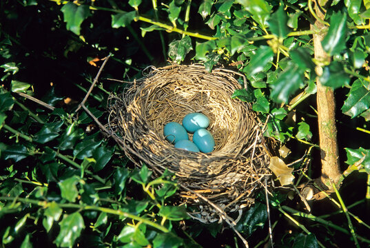 01382-02511 American Robin (Turdus migratorius) nest with 4 eggs in holly bush, Marion Co.  IL