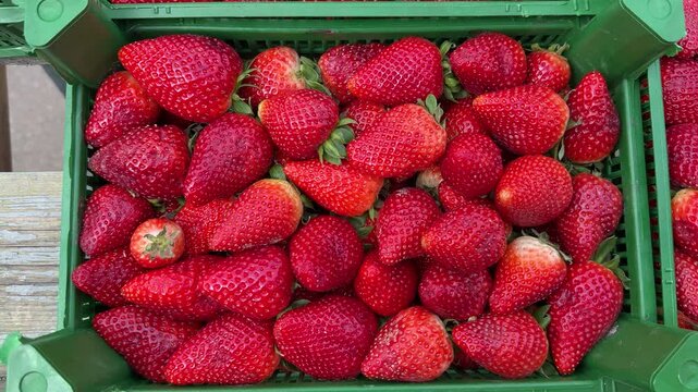 Ripe red strawberries green box closeup, packed in plastic crate at bustling fruit market, glossy skin and visible seeds, vibrant