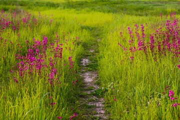 Fototapeta premium Path through blooming pink wildflower meadow in summer countryside