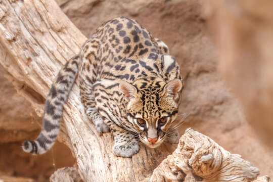 This captive Ocelot at Arizona Sonora Desert Museum has a blank stare at it's lunch..