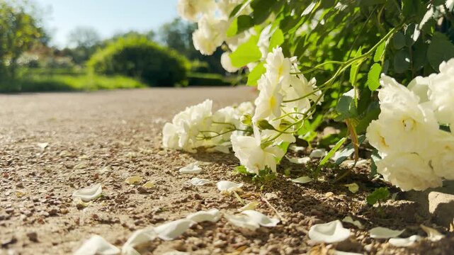 Beautiful white roses droop gently onto a sunny gravel path. Scattered petals create a nostalgic feeling of serene peace and pure happiness.