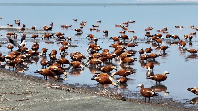 A flock of ruddy shelducks feeding and swimming along the shores of Lake Burdur. Nature, wildlife, and birdwatching.
