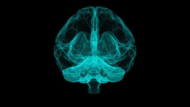 Digital brain structure line hologram science scan creativity virtual Front or back view